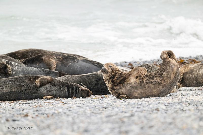 Grijze zeehond - Grey seal - Halichoerus grypus