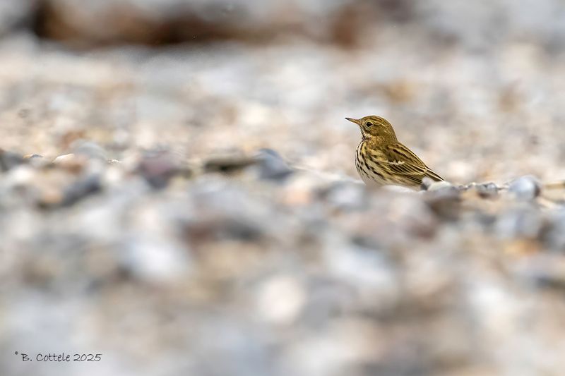 Graspieper - Meadow pipit - Anthus pratensis