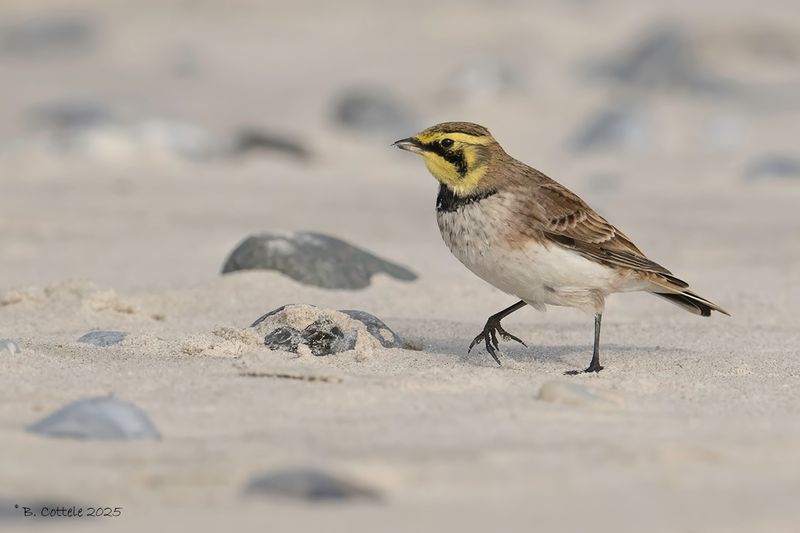 Strandleeuwerik - Horned lark - Eremophila alpestris