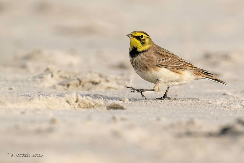 Strandleeuwerik - Horned lark - Eremophila alpestris