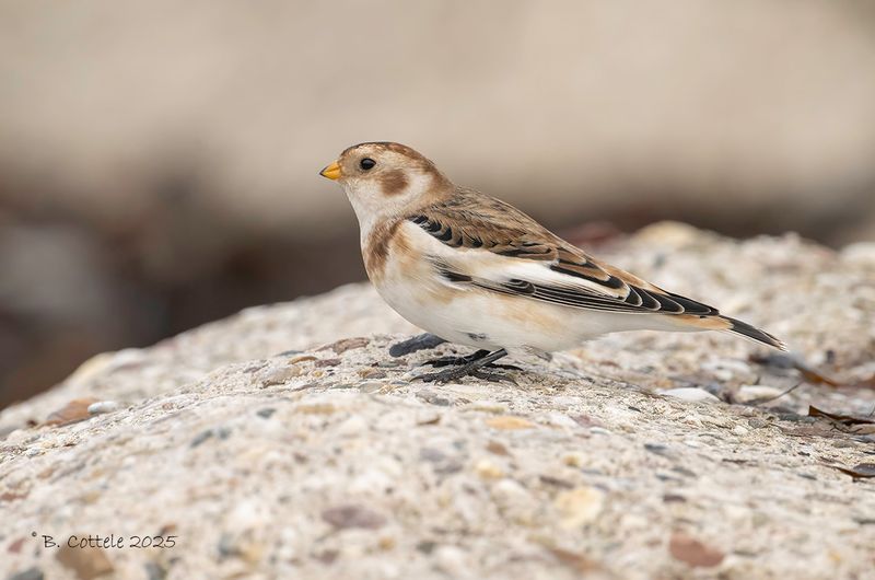 Sneeuwgors - Snow bunting - Plectrophenax nivalis