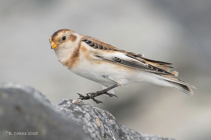 Sneeuwgors - Snow bunting - Plectrophenax nivalis