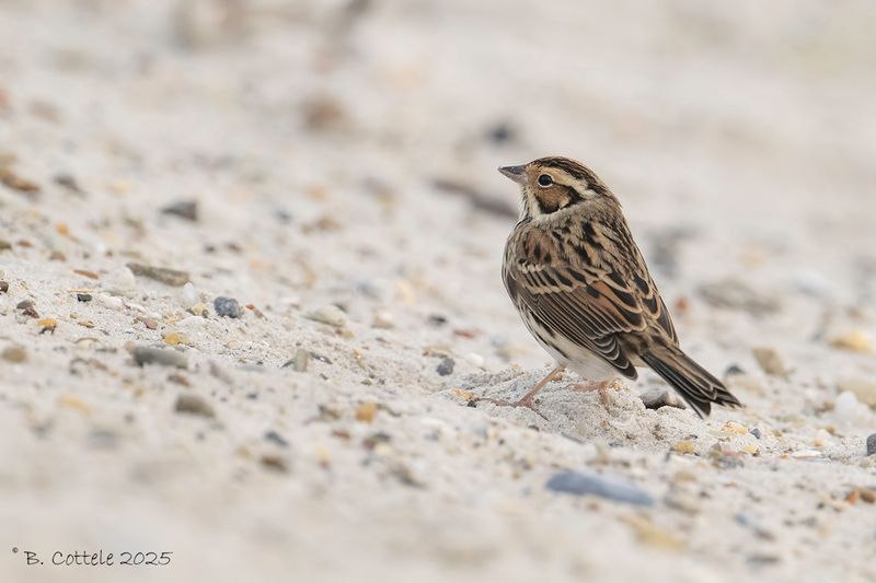 Dwerggors - Little bunting - Emberiza pusilla