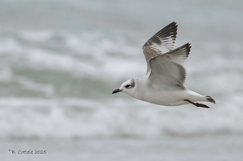 Zwartkopmeeuw - Mediterranean gull - Ichthyaetus melanocephalus