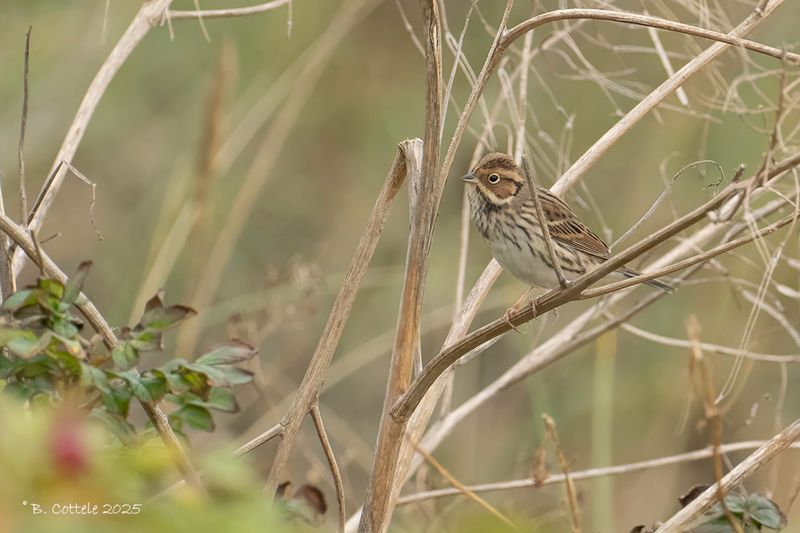 Dwerggors - Little bunting - Emberiza pusilla