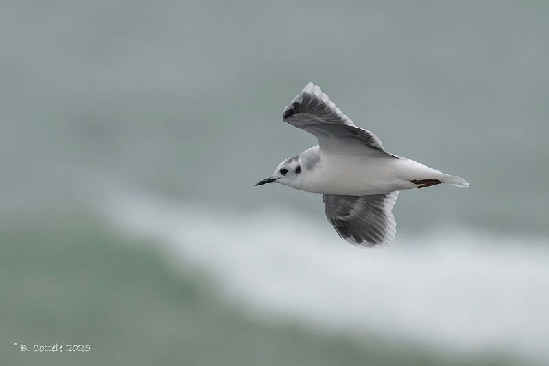 Dwergmeeuw - Little gull - Hydrocoloeus minutus
