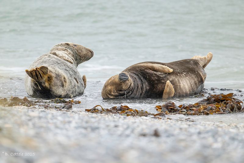 Grijze zeehond - Grey seal - Halichoerus grypus