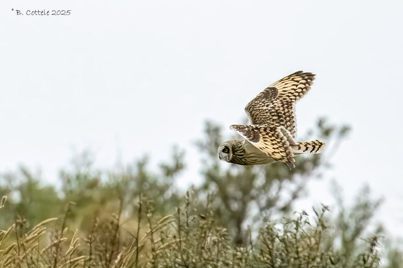 Velduil - Short-eared owl - Asio flammeus
