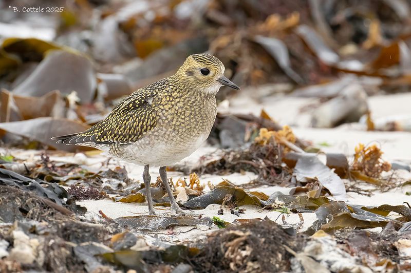 Goudplevier - European golden plover - Pluvialis apricaria