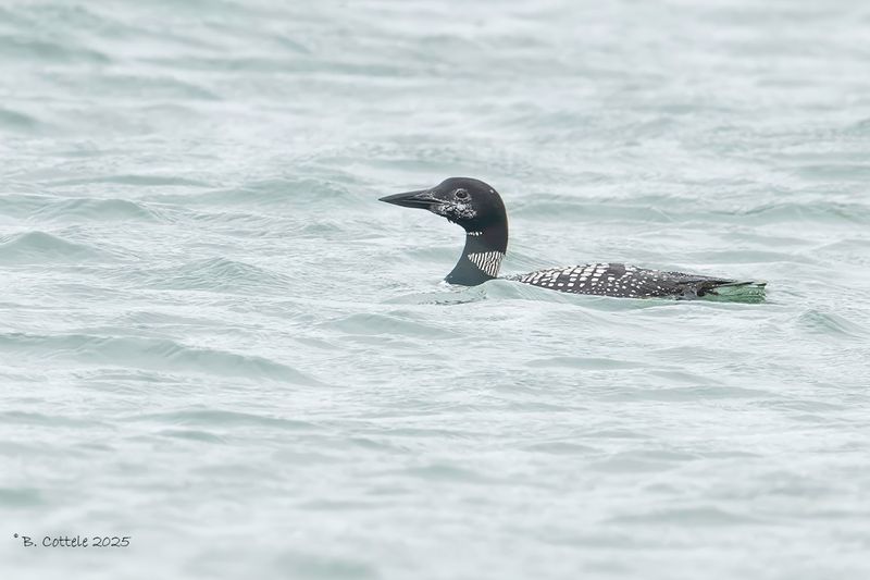 Ijsduiker - Great northern diver - Gavia immer