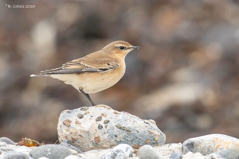 Tapuit - Northern wheatear - Oenanthe oenanthe