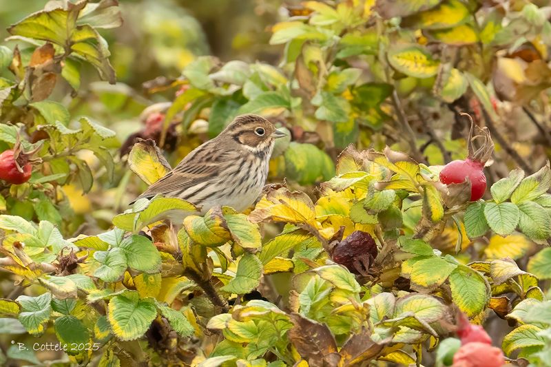 Dwerggors - Little bunting - Emberiza pusilla