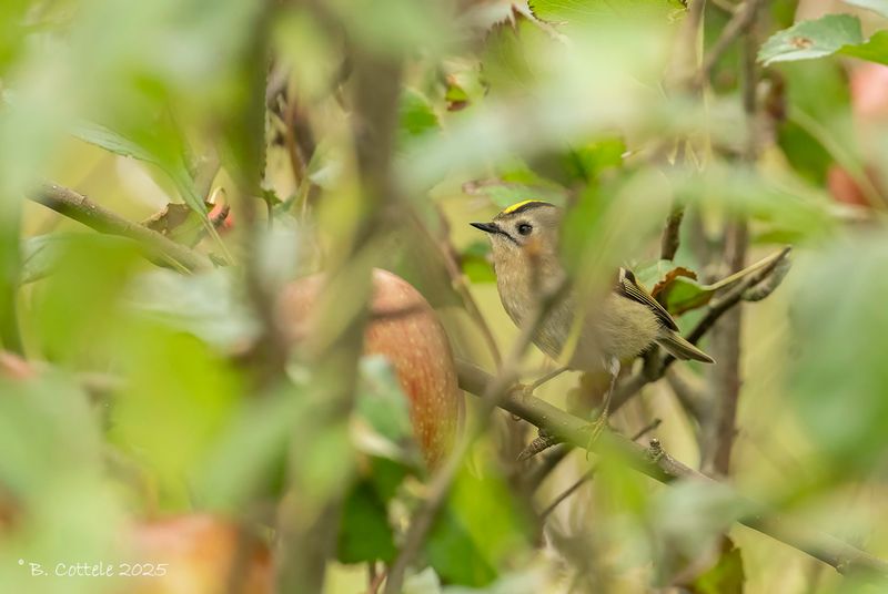 Goudhaan - Goldcrest - Regulus regulus
