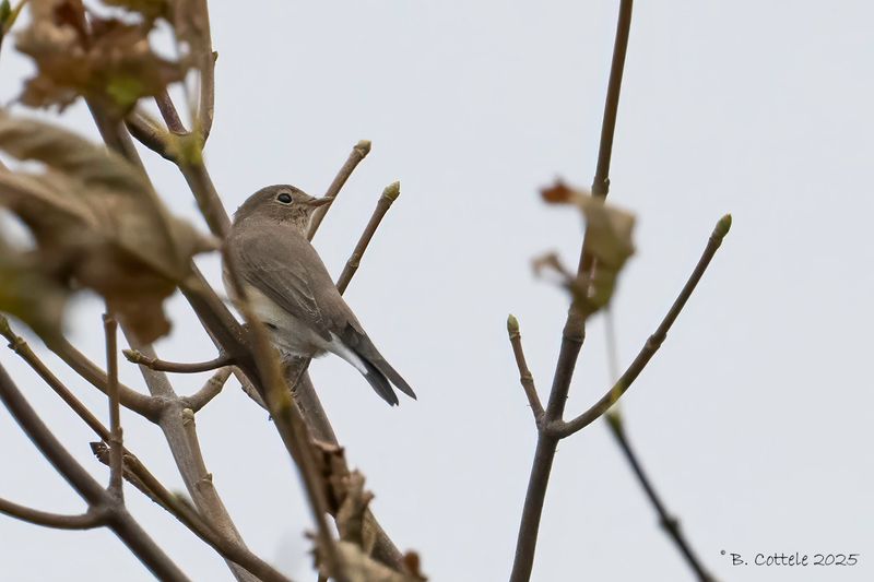 Kleine vliegenvanger - Red-breasted flycatcher - Ficedula parva