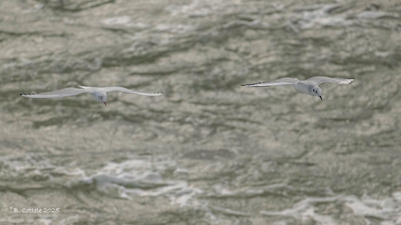 Kokmeeuw en Kleine kokmeeuw - Black-headed gull and Bonaparte's gull - Chroicocephalus ridibundus Chroicocephalus philadelphia