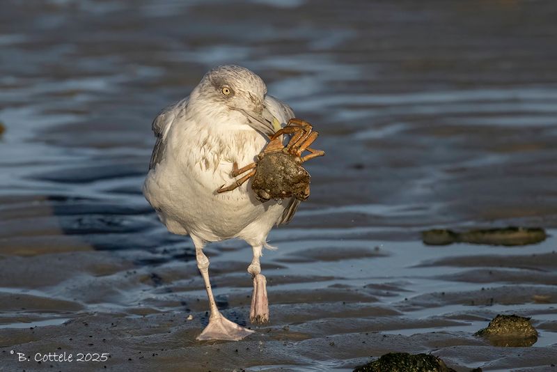 Zilvermeeuw - European Herring gull - Larus argentatus
