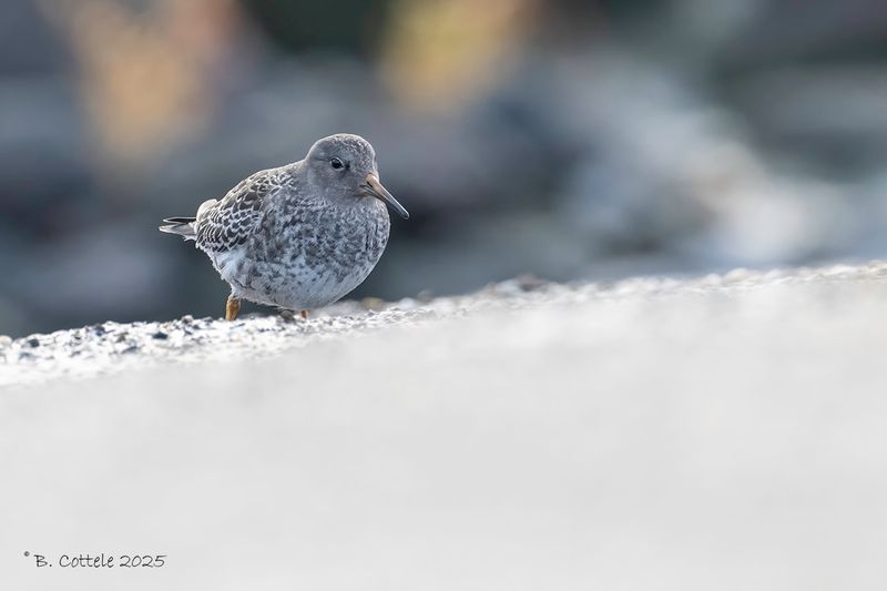 Paarse strandloper - Purple sandpiper - Calidris maritima