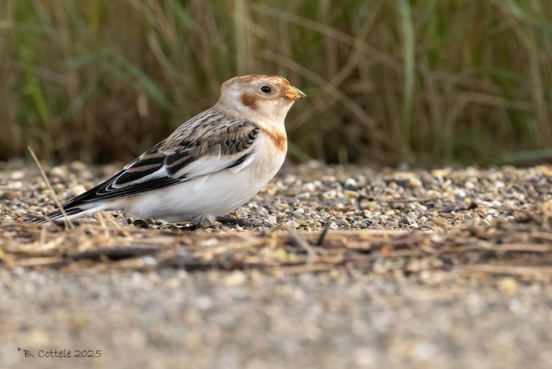 Sneeuwgors - Snow bunting - Plectrophenax nivalis