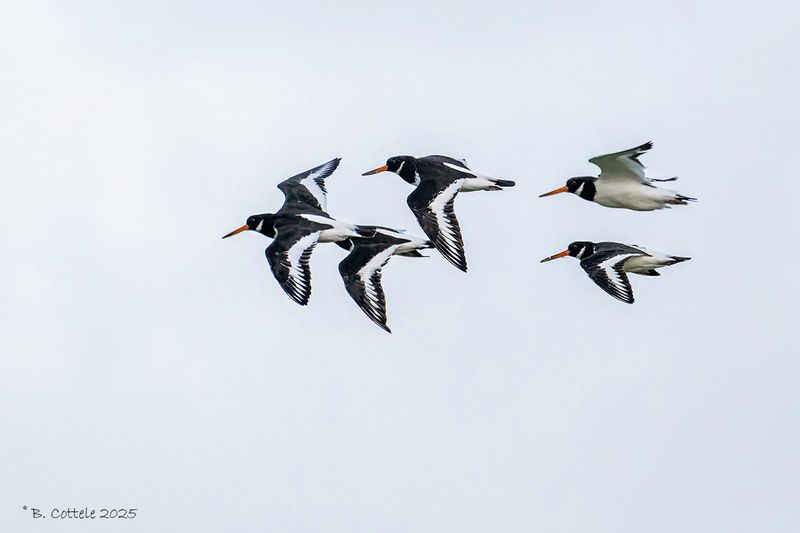 Scholekster - Eurasian oystercatcher - Haematopus ostralegus