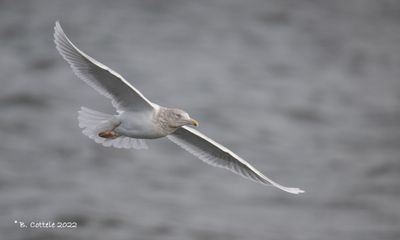 Grote burgemeester - Glaucous gull - Larus hyperboreus