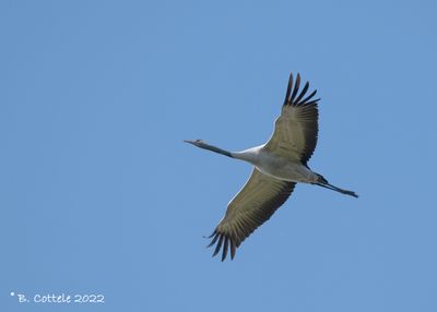 Kraanvogel - Common crane - Grus grus