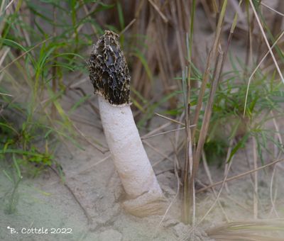 Duinstinkzwam - Dune stinkhorn - Phallus hadriani