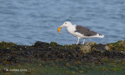 Grote mantelmeeuw - Great black-backed gull - Larus marinus