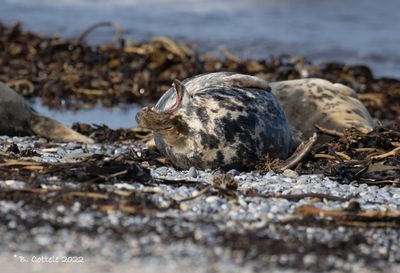 Grijze zeehond - Grey seal - Halichoerus grypus