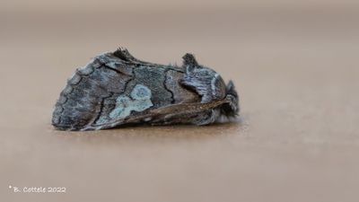 Krakeling - Figure of eight - Diloba caeruleocephala