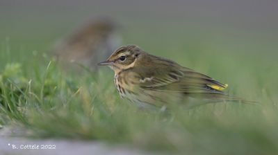 Siberische boompieper - Olive-backed pipit - Anthus hodgsoni