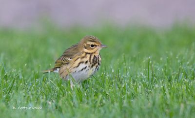 Siberische boompieper - Olive-backed pipit
