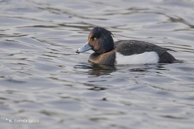 Kuifeend - Tufted duck - Aythya fuligula