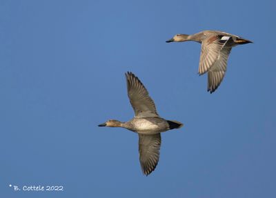 Krakeend - Gadwall - Mareca strepera