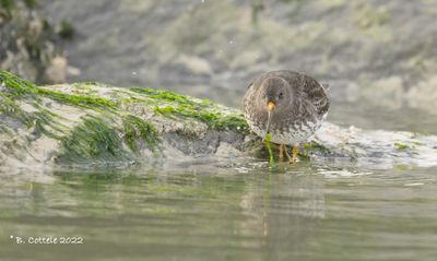 Paarse strandloper - Purple sandpiper - Calidris maritima