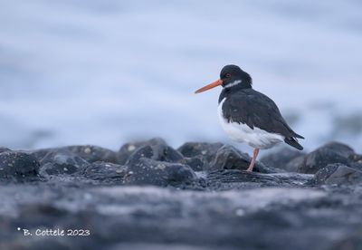 Scholekster - Eurasian oystercatcher - Haematopus ostralegus