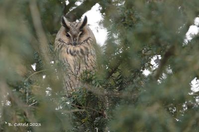 Ransuil - Long-eared owl - Asio otus