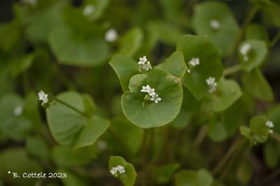 Winterpostelein - Miner's lettuce - Claytonia perfoliata