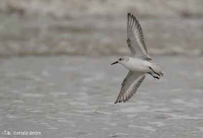 Drieteenstrandloper - Sanderling - Calidris alba