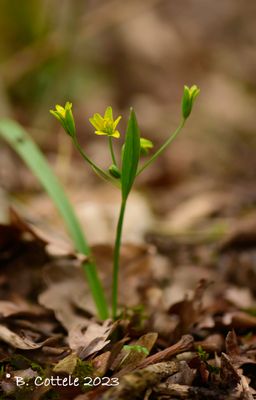 Bosgeelster - Yellow star-of-Bethlehem - Gagea lutea