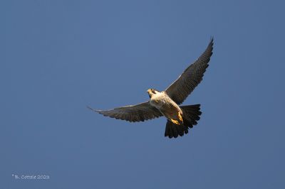 Slechtvalk - Peregrine falcon - Falco peregrinus