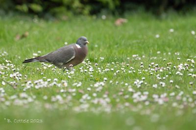 Houtduif - Common wood pigeon - Columba palumbus