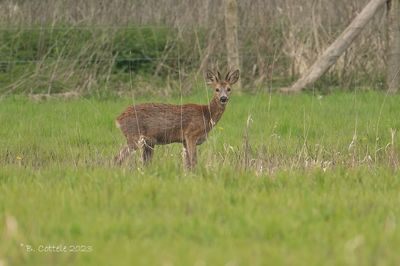 Ree - Roe deer - Capreolus capreolus 