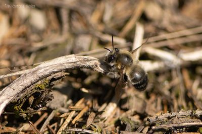 Gewone sachembij - Hairy-footed flower bee - Anthophora plumipes