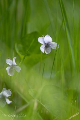 Moerasviooltje - Marsh violet - Viola palustris