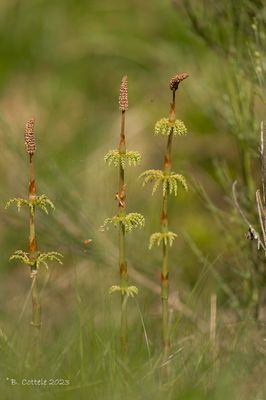 Bospaardenstaart - Wood horsetail - Equisetum sylvaticum