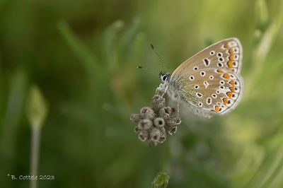 Icarusblauwtje - Common blue - Polyommatus icarus