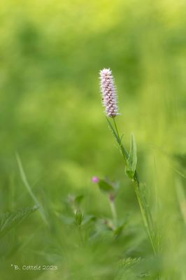 Adderwortel - Bistort - Persicaria bistorta