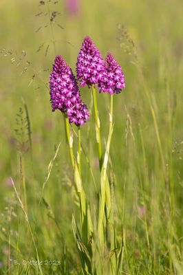 Hondskruid - Pyramidal orchid - Anacamptis pyramidalis