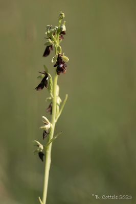 Vliegenorchis -