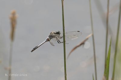 Witpuntoeverlibel - White-tailed skimmer - Orthetrum albistylum